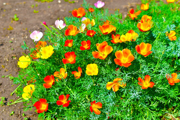 Red and yellow flowers Eshsholtsiya greenery in the garden