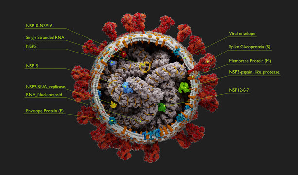 Corona virus - sars-cov-2 scientific illustration with proper caption