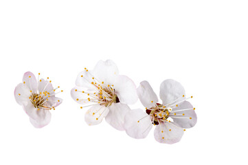 Branch with blossoms cherry Isolated on white background.