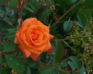 Summer landscape, red rose with water drops in the garden