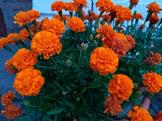 Summer landscape, orange flowers in the garden