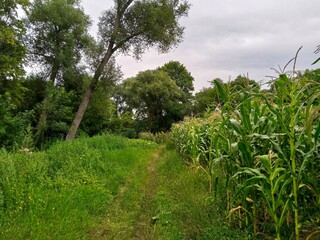 Fototapeta na wymiar Summer landscape, footpath in the forest, corn field in the summer
