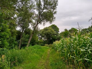 Summer landscape, footpath in the forest, corn field in the summer