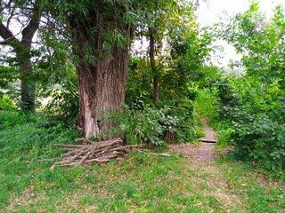 Summer landscape, footpath in the forest, corn field in the summer