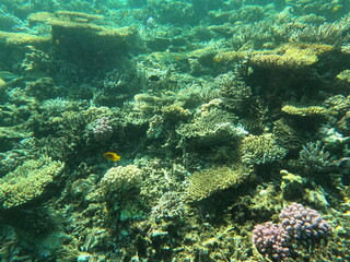 Reef with lots of colorful corals and lots of fish in clear blue water in the Red Sea near Hurgharda, Egypt