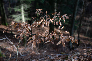 Feuilles de l'année passée