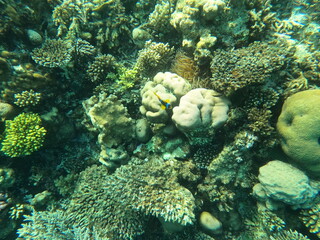 Reef with lots of colorful corals and lots of fish in clear blue water in the Red Sea near Hurgharda, Egypt