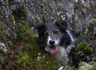 border collie dog