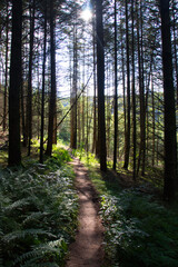 a beautiful path through the Palatinate Forest