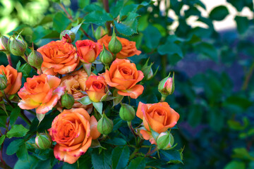 Small beautiful pink flowers rose Spray Kelly rose conina rosehip