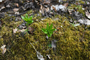 Mousse des bois 02