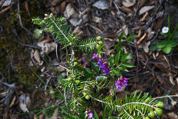 Fleures des bois 08