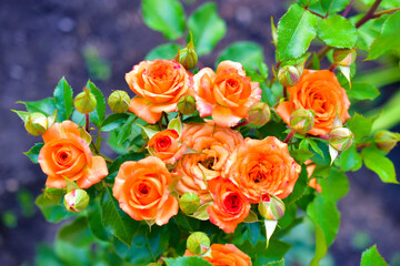 Small beautiful pink flowers rose Spray Kelly rose conina rosehip