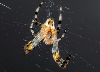 The spider sits on the web. Close-up. Macro