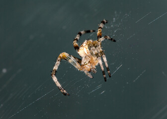 The spider sits on the web. Close-up. Macro