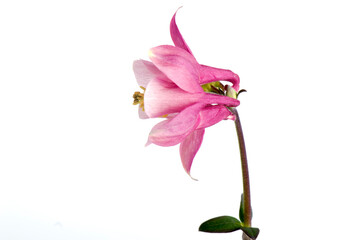 .Flower of Aquilegia vulgaris isolated on white background, close up