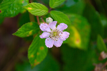 beautiful pink blossom of a flower in the forest