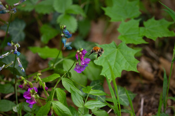 Fleures des bois 04