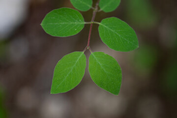 Obraz premium Plante en forêt 02