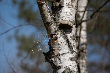 woodpecker in a hollow tree