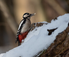 mottled woodpecker in the snow