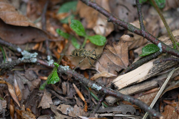 Insecte en balade