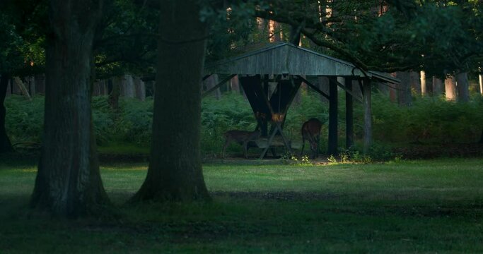 Deer family is eating from the rack
