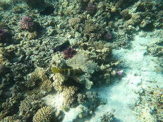 Reef with lots of colorful corals and lots of fish in clear blue water in the Red Sea near Hurgharda, Egypt