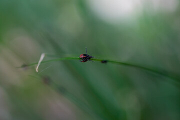 Ixodes ricinus (Tique du mouton) 02