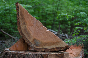 Coupe de bois