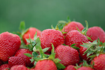 Fresh strawberries at local farmer's market. Selling strawberries at a farmer's market
