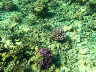 Obraz premium Reef with lots of colorful corals and lots of fish in clear blue water in the Red Sea near Hurgharda, Egypt