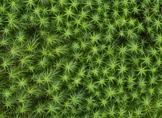 green moss background