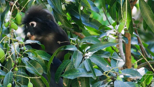 Dusky Leaf Monkey, spectacled langur - lovely little primate with a unique appearance found in Malaysia and Thailand.