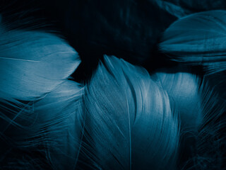 Beautiful abstract colorful white and blue feathers on dark background and soft white feather texture on blue pattern and blue background, feather background, blue banners