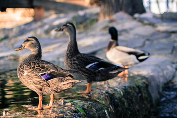 duck and ducklings
