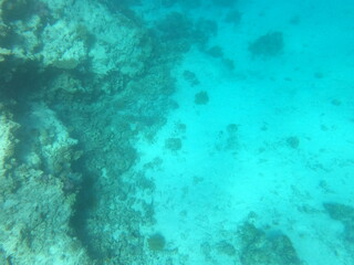 Reef with lots of colorful corals and lots of fish in clear blue water in the Red Sea near Hurgharda, Egypt
