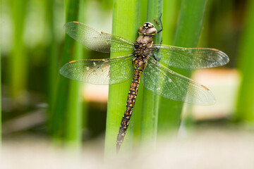 A newly immerged dragonfly rests on a green reed
