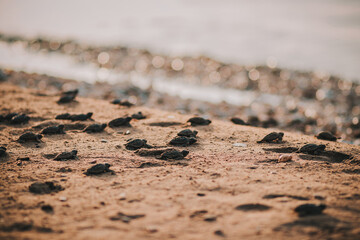 Turtle making its way to the ocean over golden brown sand on beach.
