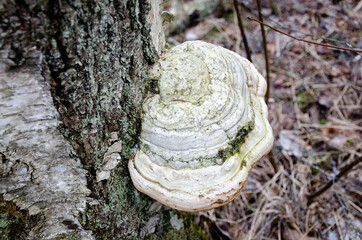 Fomes fomentarius (commonly known as the tinder fungus, false tinder fungus, hoof fungus, tinder conk, tinder polypore or ice man fungus) is a species of fungal plant pathogen found in Europe.
