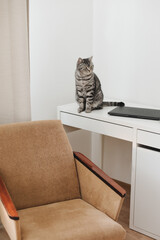 Home office with pet cat. Cute kitten cat at workplace at home. Scottish straight cat near laptop. work from home concept