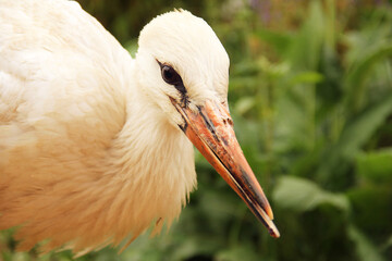Stork in the garden. Ciconia. Big beautiful bird close up