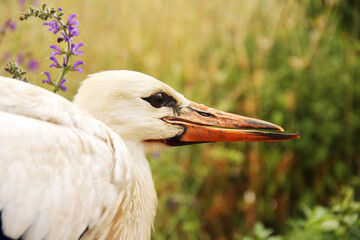 Stork in the garden. Ciconia. Big beautiful bird close up