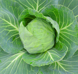 Fototapeta premium head of cabbage