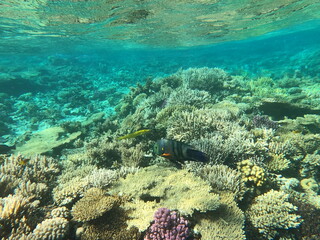 Reef with lots of colorful corals and lots of fish in clear blue water in the Red Sea near Hurgharda, Egypt