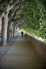 Fototapeta na wymiar homme marchant seul en ville sous une allée d'arbres 