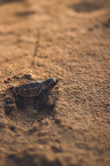 Turtle making its way to the ocean over golden brown sand on beach.