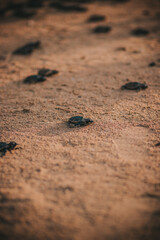 Turtles making its way to the ocean over golden brown sand on beach.