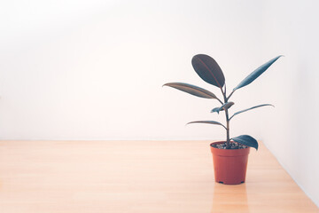 Rubber plant tree (ficus elastica) in pot for home decoration placed on corner of the room that is...
