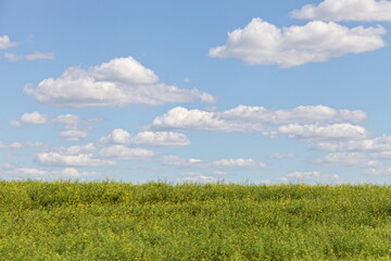 Beautiful rural landscape, green endless field on Sunny summer day against a blue sky with white clouds on the horizon, country life nature good weather landscape